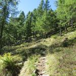 oberhalb von Rüscà di Cima verlassen wir den Buchenwald...