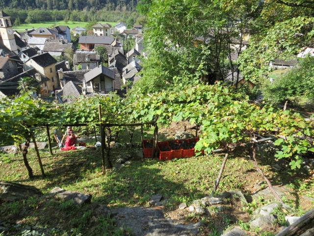 fleissige Helfer, schneiden die Trauben von den Rebstöcken weg