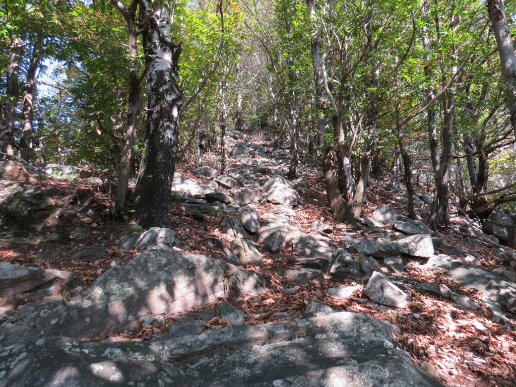 der Weg führt zwischendurch durch schöne Birkenwälder