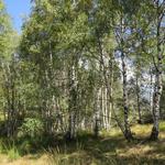 der Bergweg führt durch Birken- und Buchenwälder