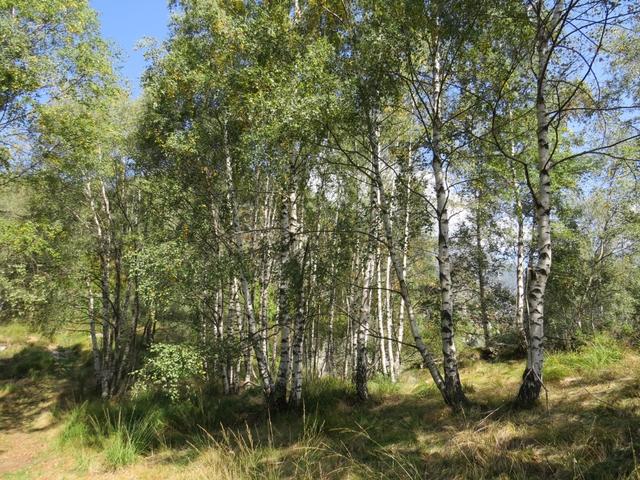 der Bergweg führt durch Birken- und Buchenwälder