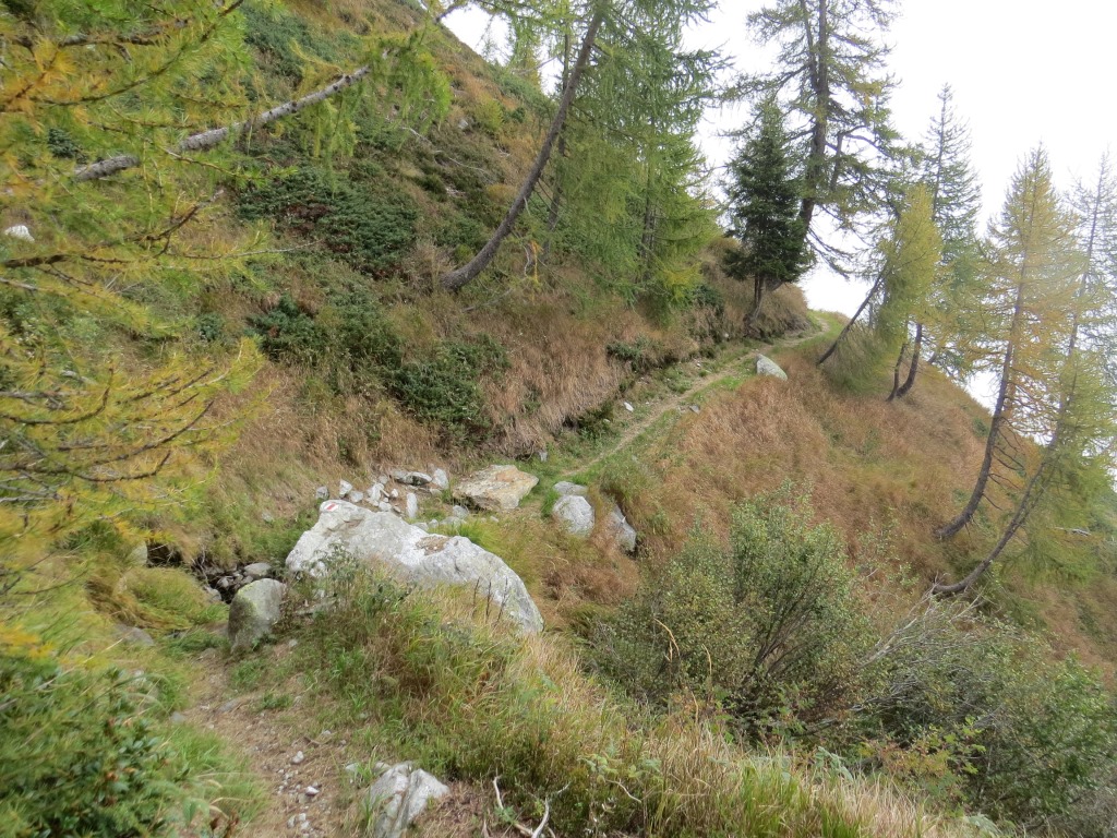 wir durchwandern einen schönen Lärchenwald