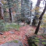 steil und fast weglos geht es nun durch den Wald abwärts. Wildes Tessin