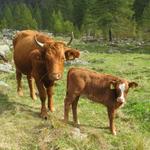 vorbei an weidenden Kühen und Kälber, geht unsere Wanderung weiter