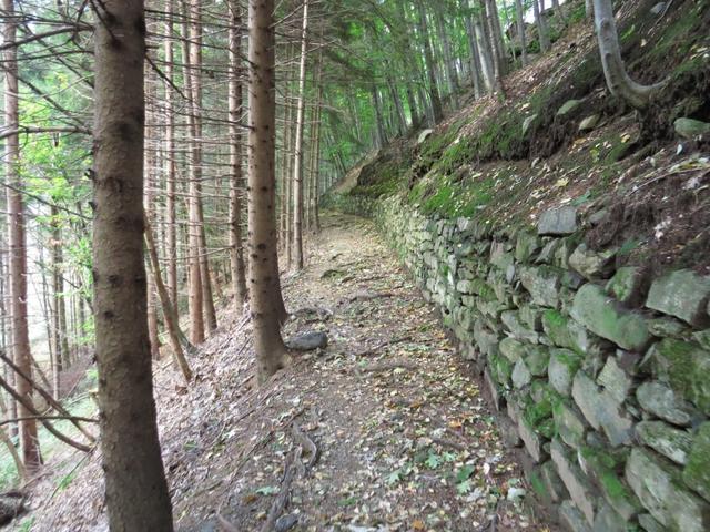 kurz danach, links abbiegend, geht es durch einen niedrigen Wald zum Ri di Tomè