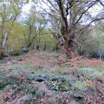 ...durch den höchstgelegenen Kastanienwald des Misox