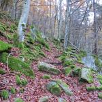 er durchquert Buchen- und Fichtenwälder...