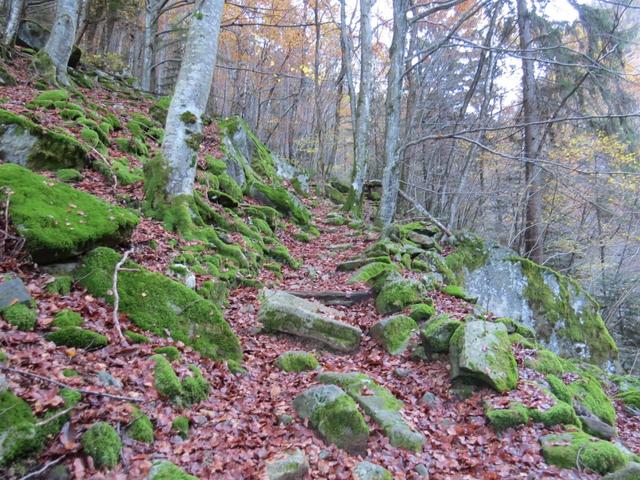 er durchquert Buchen- und Fichtenwälder...