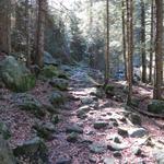 Kastanien, Linden und Hopfenbuchen werden auf dem Weg abgelöst von Buchen, Weisserlen und Bergahorn