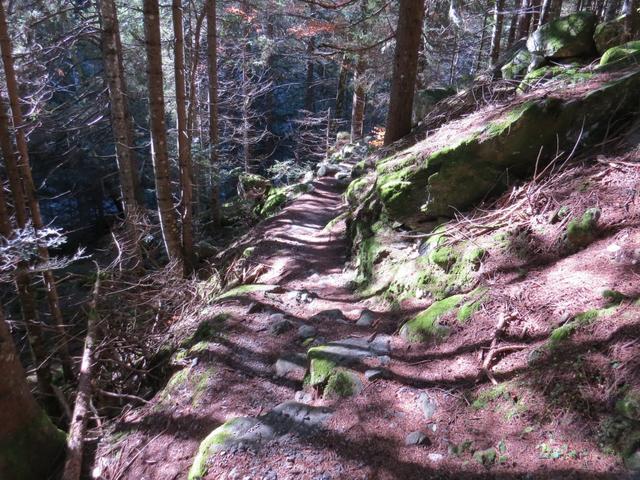 wieder geht es durch diesen verwunschenen Wald