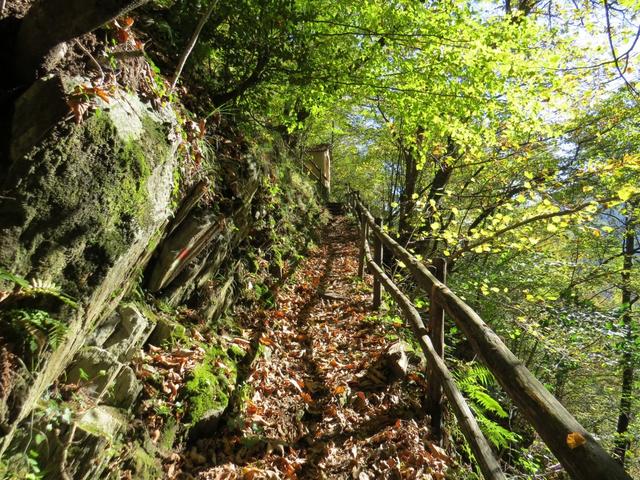 der schön angelegte Pfad führt nun durch einen schönen Laubwald