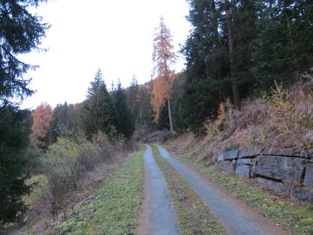 bald einmal sind wir im Wald