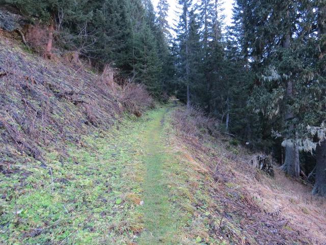 der Zickzackweg im Lawinenschutzwald, dem Fugschtwald...