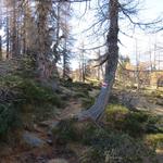 bei Franzisch Grind 1977 m.ü.M. ist der Wald endgültig fertig