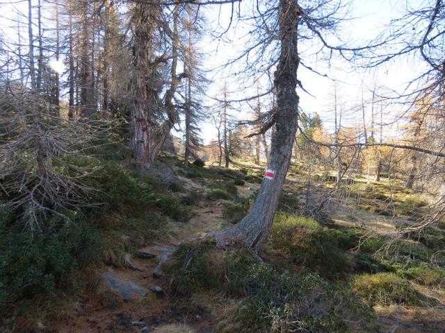 bei Franzisch Grind 1977 m.ü.M. ist der Wald endgültig fertig