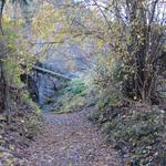 der Wanderweg führt uns nun durch den Wald leicht aufwärts...