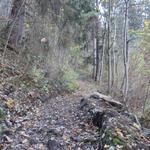 wir wandern nun durch den herbstlich gefärbten Wald...