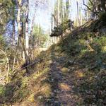 der Waldpfad steigt leicht an und erreicht eine Fahrstrasse