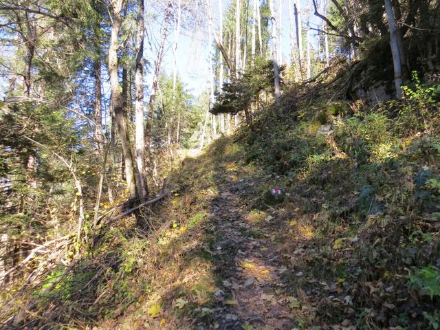 der Waldpfad steigt leicht an und erreicht eine Fahrstrasse