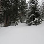 zwischendurch können wir jeweils ein kurzes Stück von der Skipiste weg, in den Wald hineinlaufen