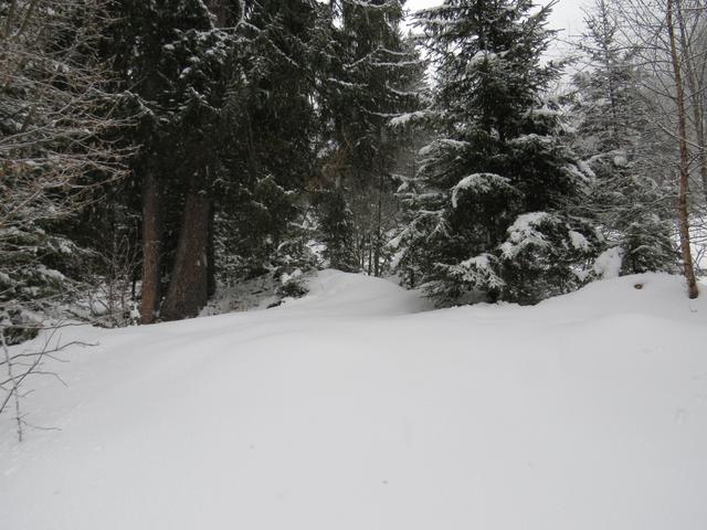 zwischendurch können wir jeweils ein kurzes Stück von der Skipiste weg, in den Wald hineinlaufen