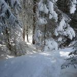 ...mit den Schneeschuhen durch einen tiefverschneiten Wald zu laufen