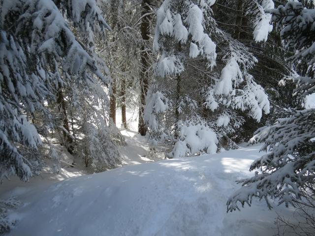 ...mit den Schneeschuhen durch einen tiefverschneiten Wald zu laufen