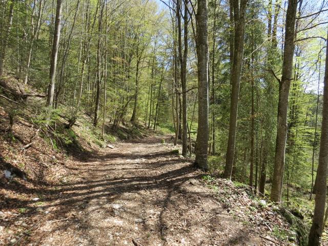 über einen breiten Waldweg erreichen wir Le Château de Ste-Croix 985 m.ü.M.