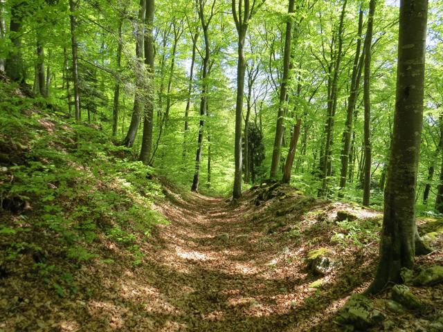 einfach schön im Frühling durch den Wald zu laufen