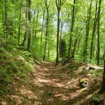 einfach schön im Frühling durch den Wald zu laufen