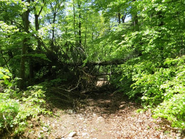 kurz vor Vuiteboeuf versperrt ein umgestürzter Baum den Wanderweg