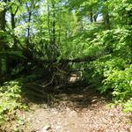 kurz vor Vuiteboeuf versperrt ein umgestürzter Baum den Wanderweg