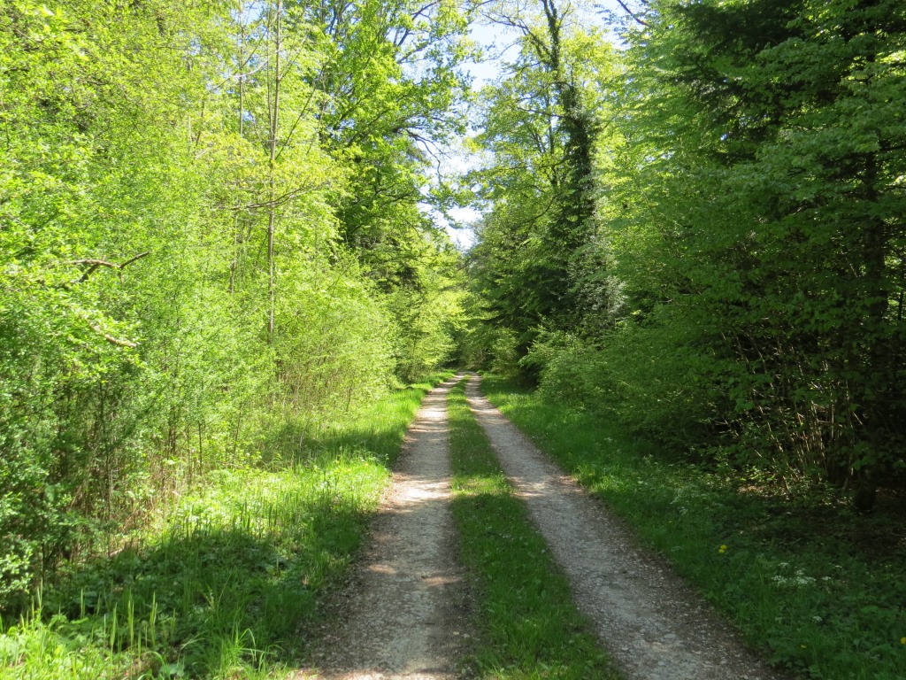 die Via Francigena führt uns nun durch einen Wald. Ein riesiges Vogelkonzert empfängt uns