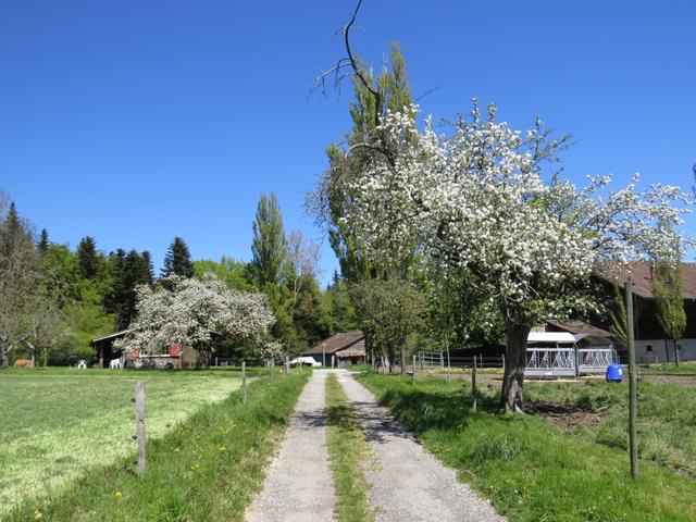 beim Bauernhof von Mornens 538 m.ü.M. Hier sind wieder die Zeichen des Pilgerwegs vorhanden