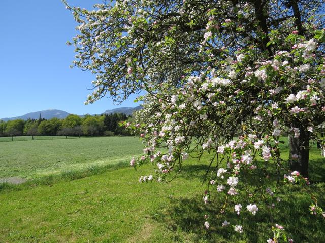 die Obstbäume sind in voller Blüte