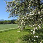 die Obstbäume sind in voller Blüte