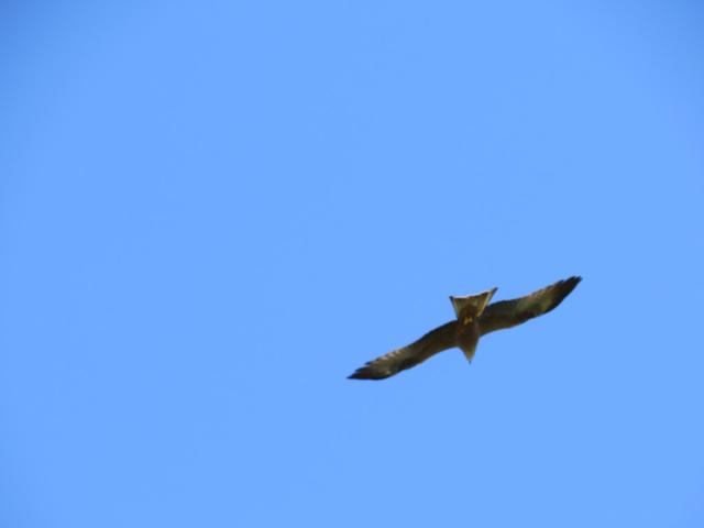 Greifvögel überfliegen uns und halten ausschau nach einer Beute