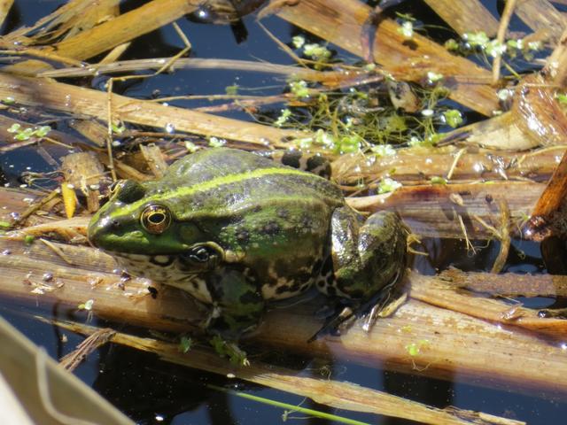 Froschgequake empfängt uns kurz danach