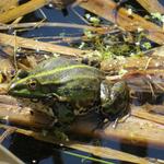 Froschgequake empfängt uns kurz danach