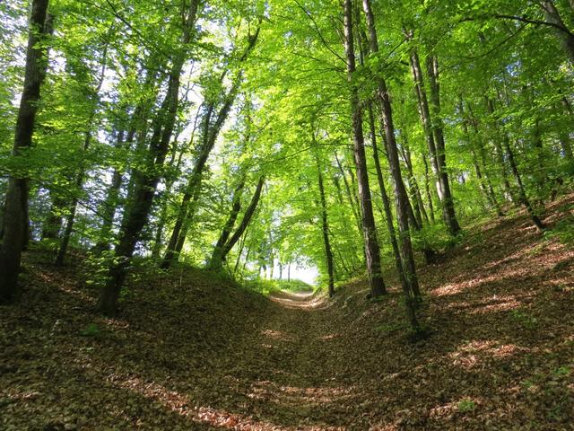 im Wald den wir nun durchwandern, empfämgt uns ein regelrechtes Vogelkonzert