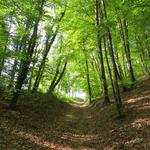 im Wald den wir nun durchwandern, empfämgt uns ein regelrechtes Vogelkonzert