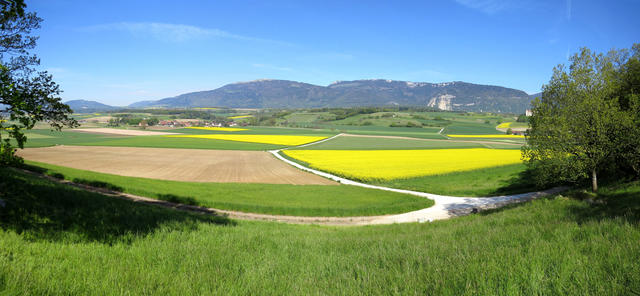 schönes Breitbildfoto mit Blick auf die blühenden Rapsfelder