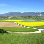 schönes Breitbildfoto mit Blick auf die blühenden Rapsfelder