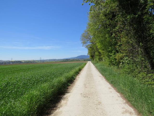 schnurgerade zieht sich der Weg Richtung Orbe