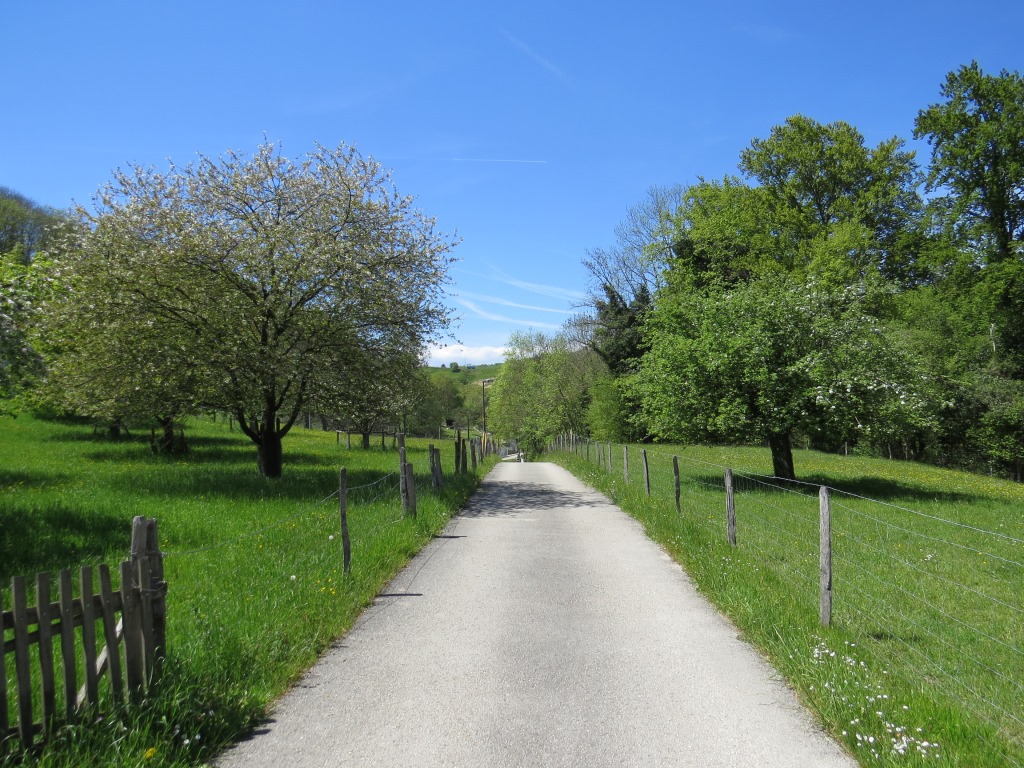 links uns rechts blühende Obstbäume