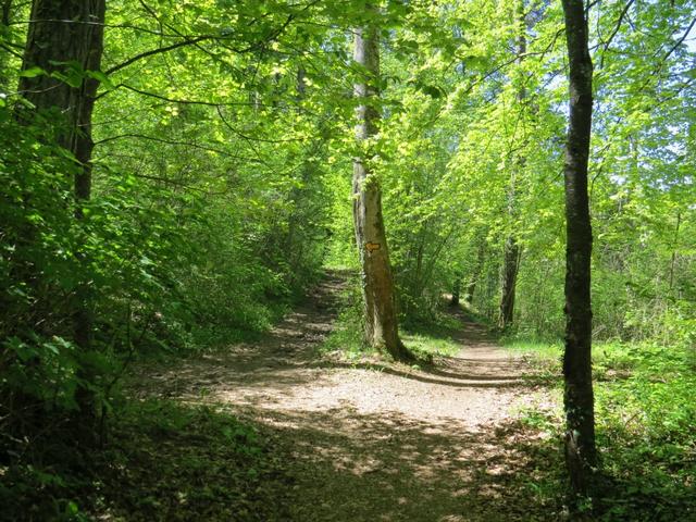 Wegkreuzung im Wald. Eine gute Wanderkarte oder GPS helfen in so einer Situation