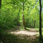 Wegkreuzung im Wald. Eine gute Wanderkarte oder GPS helfen in so einer Situation