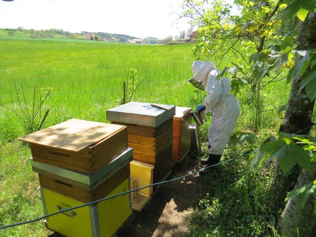 während dem Laufen können wir einem Bienenzüchter bei seiner Arbeit zusehen