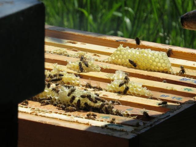 ohne Bienen könnten wir nicht überleben