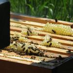 ohne Bienen könnten wir nicht überleben